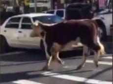 Read more

Cow escapes slaughterhouse to enjoy moment of freedom in New York