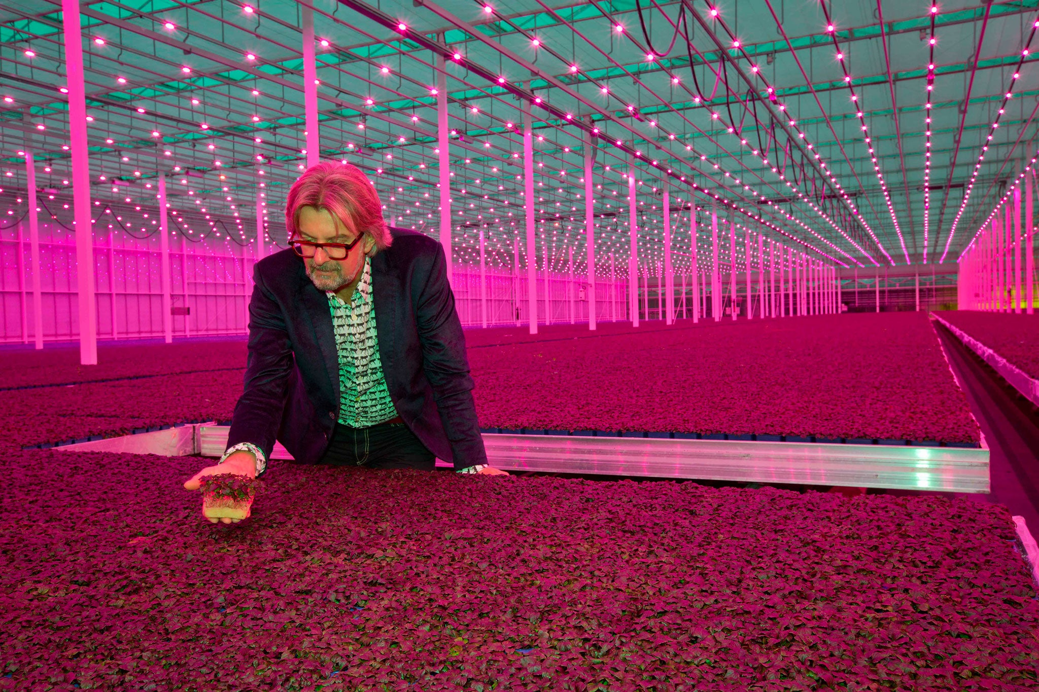 Rob Baan inspects his crop in his LED lit greenhouse