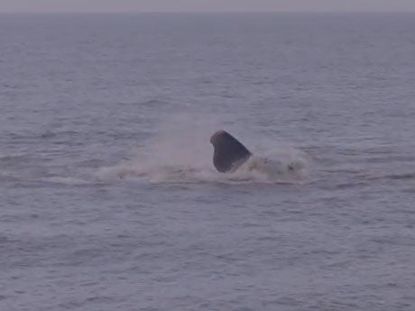 A sperm whale died on Hunstanton beach after becoming stranded in shallow water