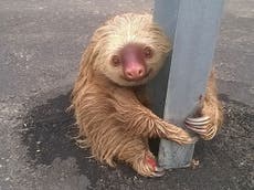 Sloth discovered clinging to a motorway barrier in Ecuador
