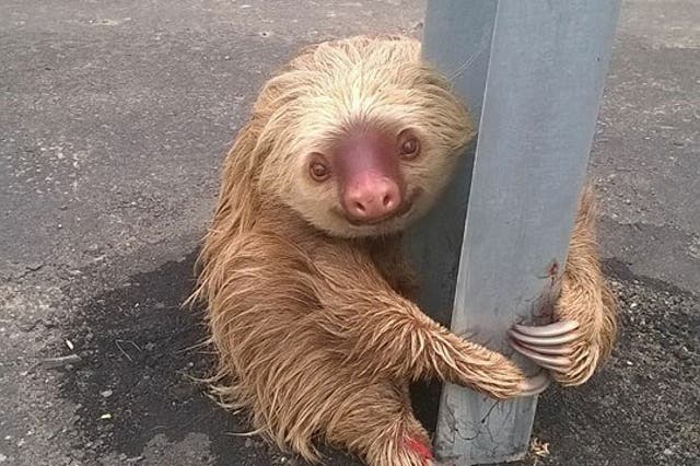The sloth was returned safely to its habitat after it was checked by a vet