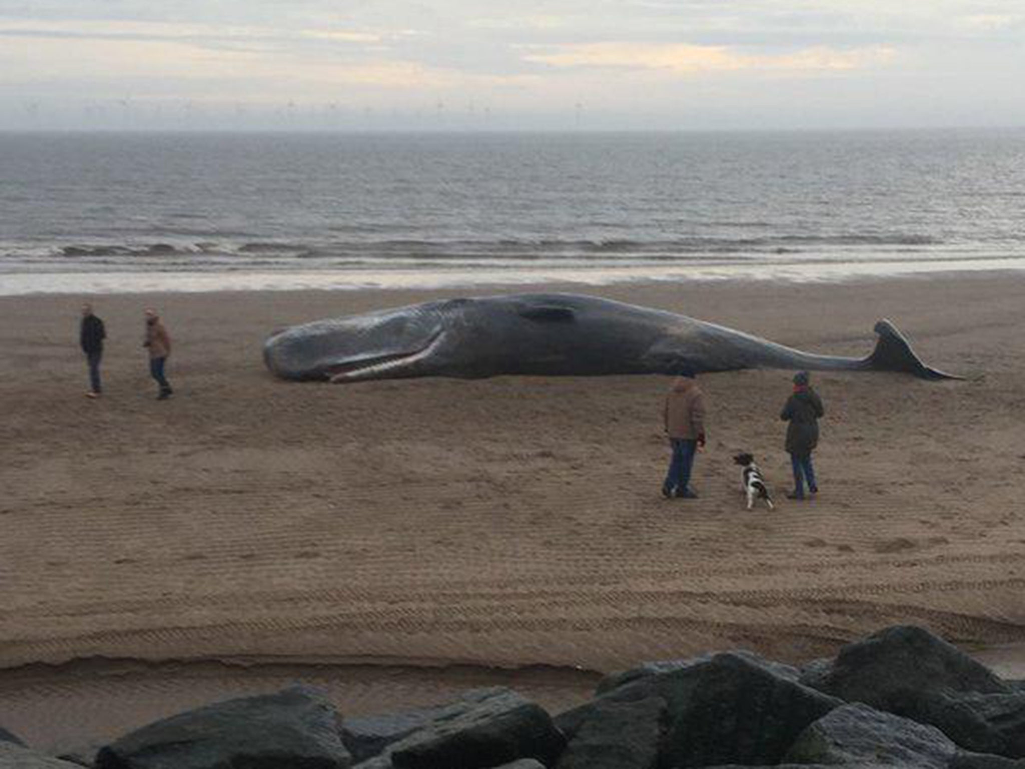 One of the three whales which washed up on a Skegness beach 'exploded'