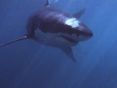 Read more

Video shows fishermen's close call with giant shark