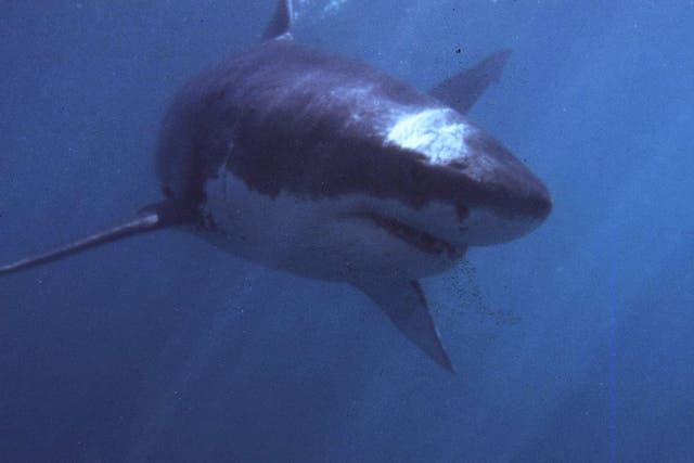 A shark swims off the coast of South Africa