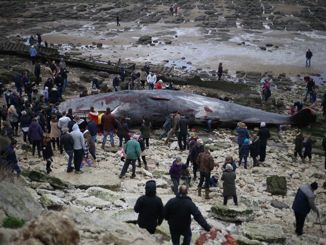 The dead 50ft (14.5m) young adult male sperm whale beached in Norfolk, which was was part of a group of six spotted in the Wash at Hunstanton