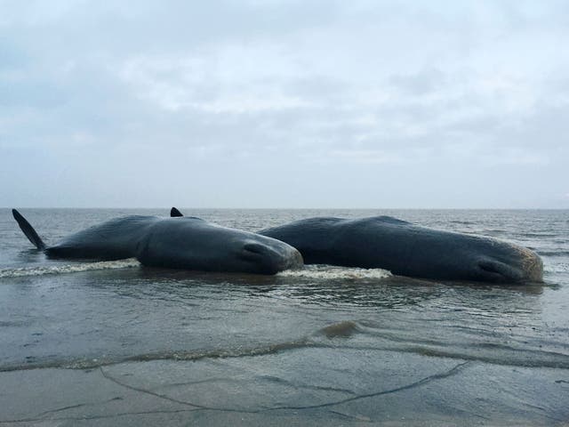 Dead to me sex whales in Indore