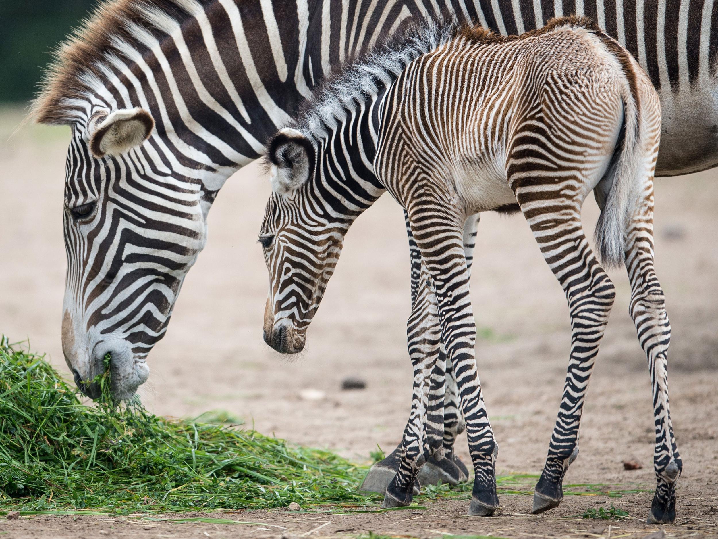 A new born zebra and its mother Getty