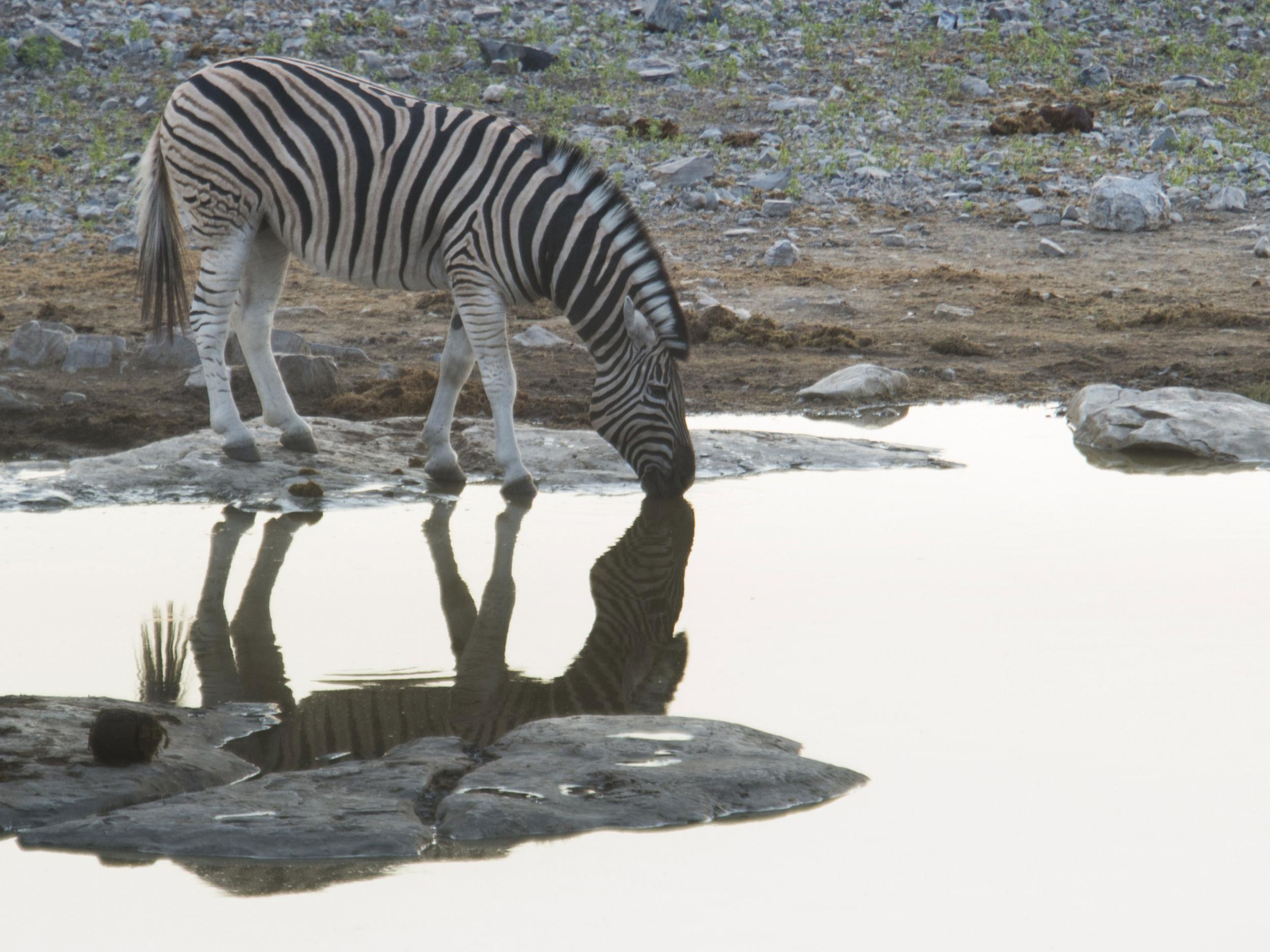 Be Smart, How the Zebra Really Got Its Stripes?