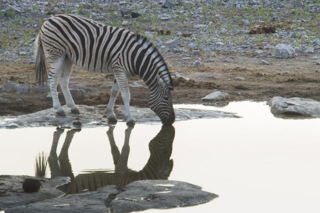 A zebra is pictured at a waterhole