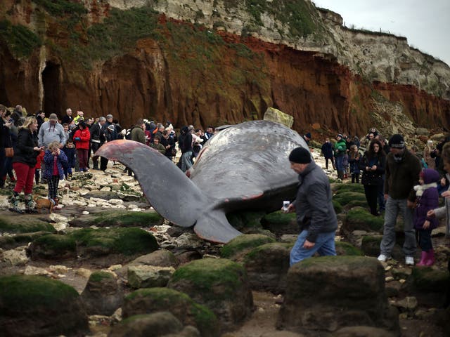 The dead 50ft (14.5m) young adult male sperm whale beached in Norfolk, which was was part of a group of six spotted in the Wash at Hunstanton on Friday, is believed to have been part of a pod that stranded and died in the Netherlands.