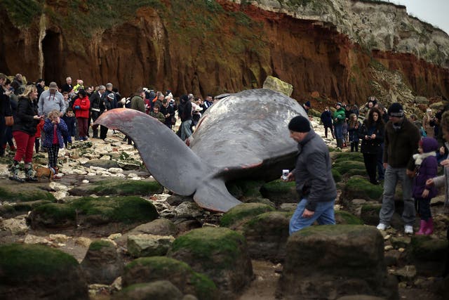 The dead 50ft (14.5m) young adult male sperm whale beached in Norfolk, which was was part of a group of six spotted in the Wash at Hunstanton on Friday, is believed to have been part of a pod that stranded and died in the Netherlands.