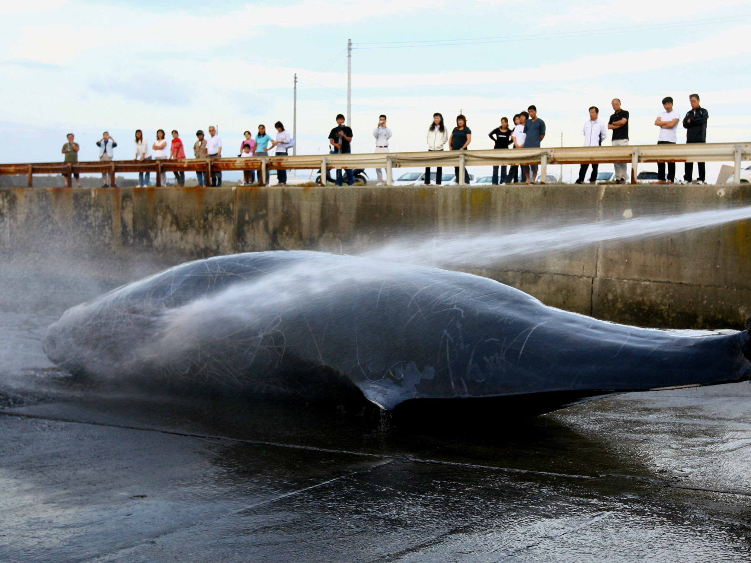 Japanese fishermen hose down a Baird's Beaked whale at Wada Port in 2007