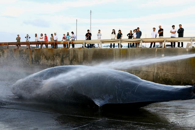 Japanese fishermen hose down a Baird's Beaked whale at Wada Port in 2007