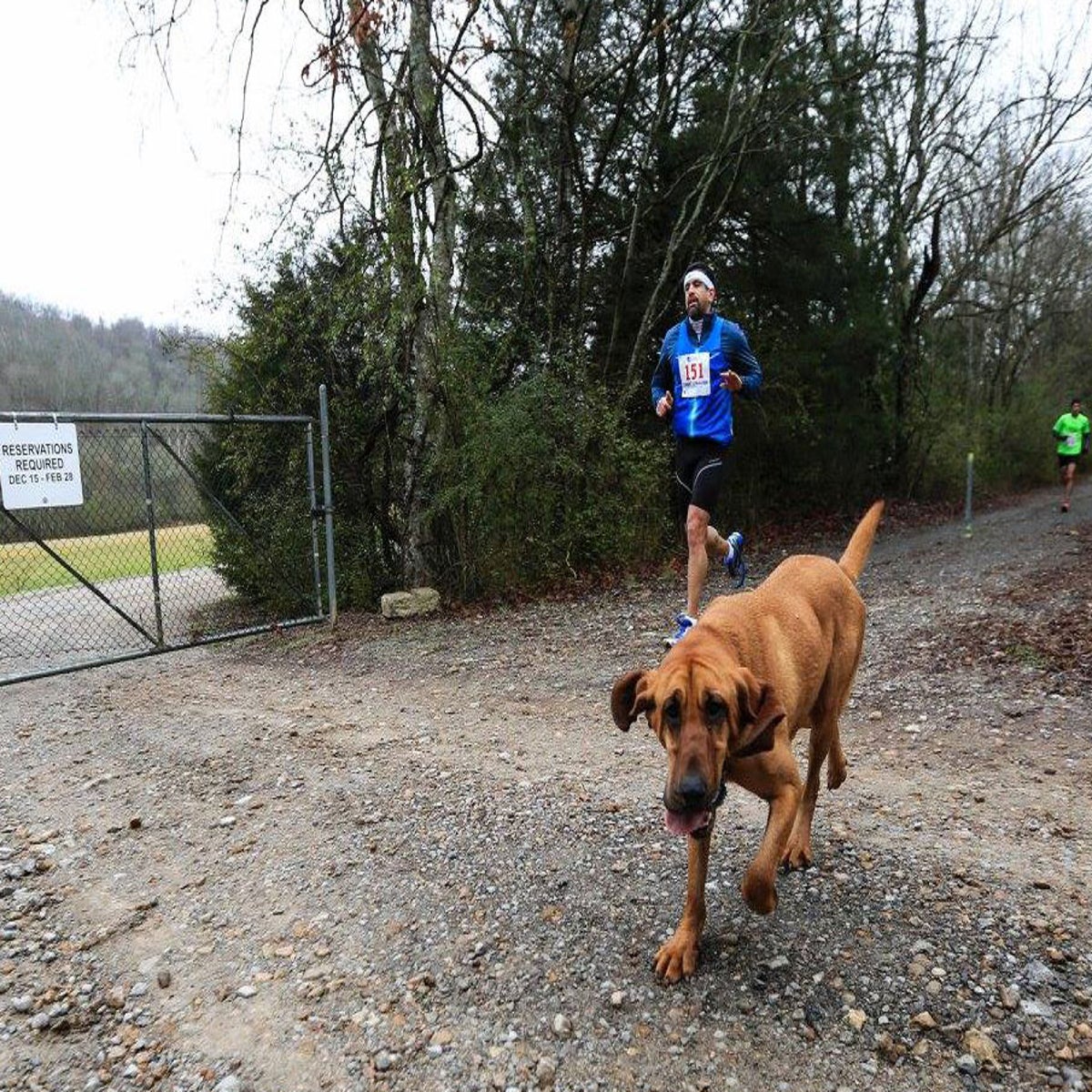 marathong-dog-3.jpg?width=1200 