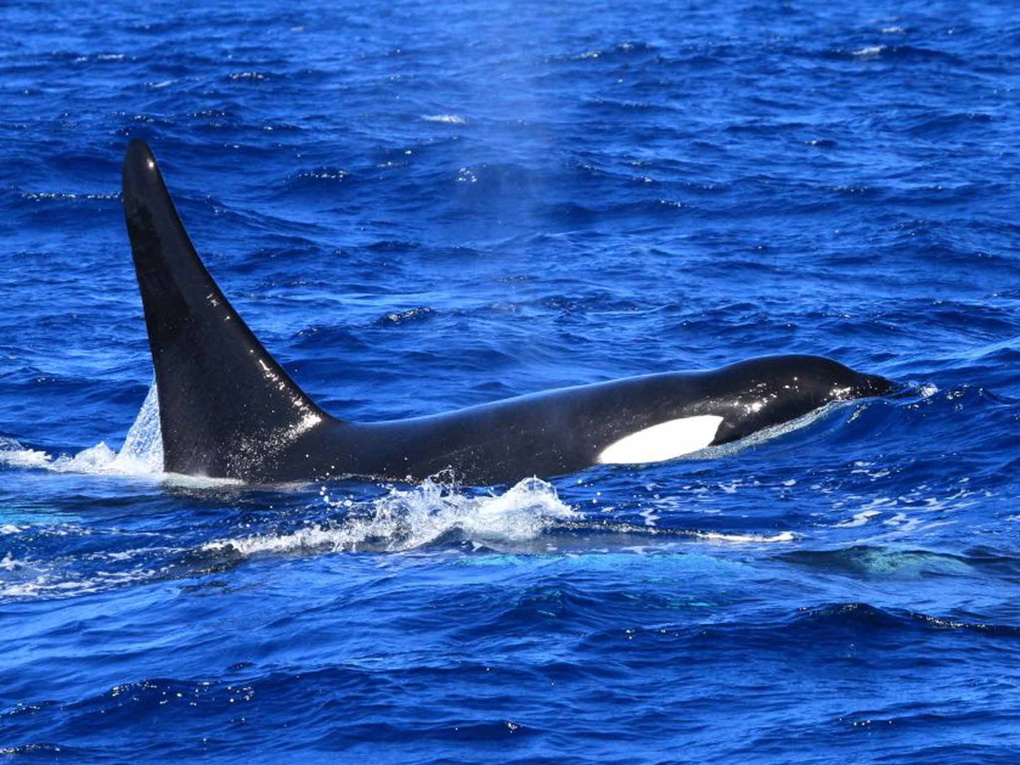 An orca
