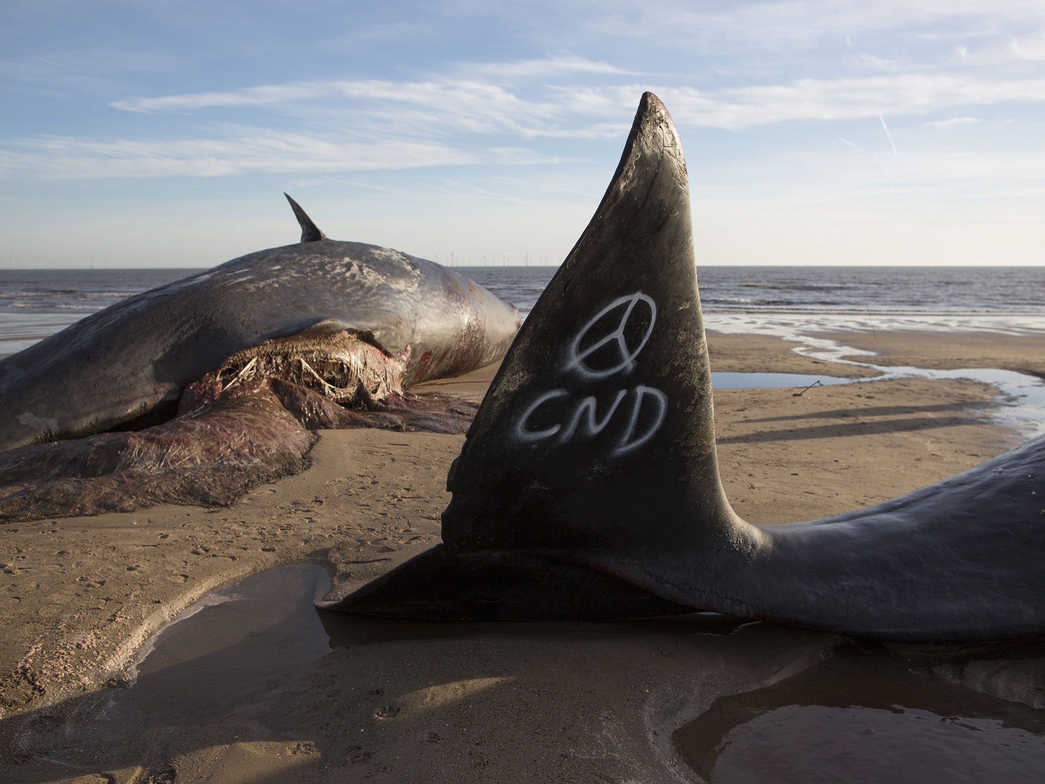 Graffiti saying 'CND' is seen on the tail of one of three Sperm Whales that were found washed ashore on a beach near Skegness over the weekend on January 25, 2016 in Skegness, England