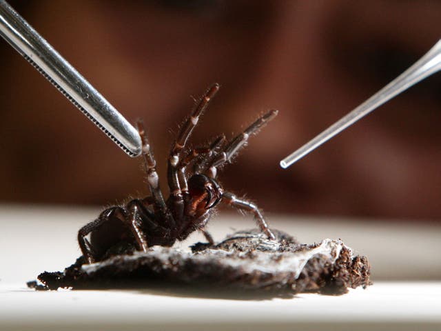 A funnel-web spider ready to be milked for its venom