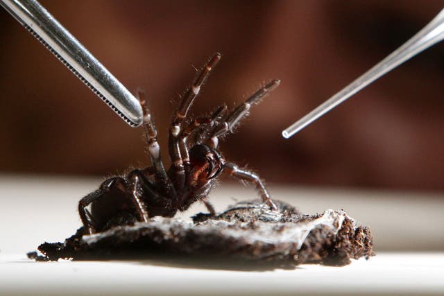 A funnel-web spider ready to be milked for its venom