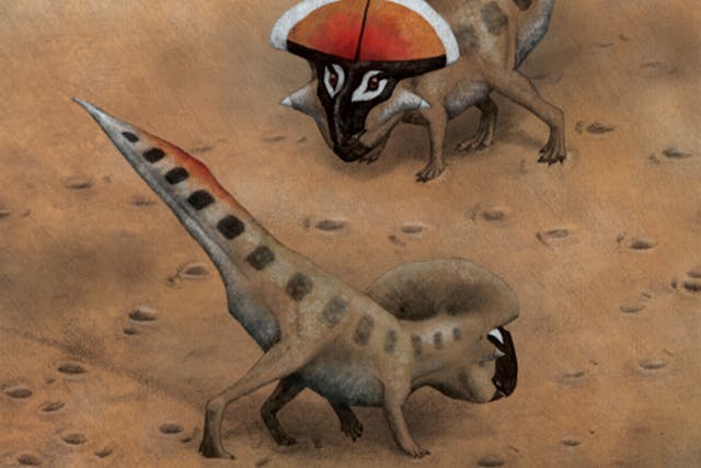 This is a life restoration of adult Protoceratops andrewsi in the foreground engaging in speculative display postures.