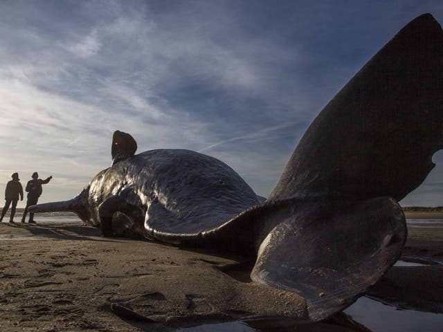 A whale that washed up on a beach in Skegness in January