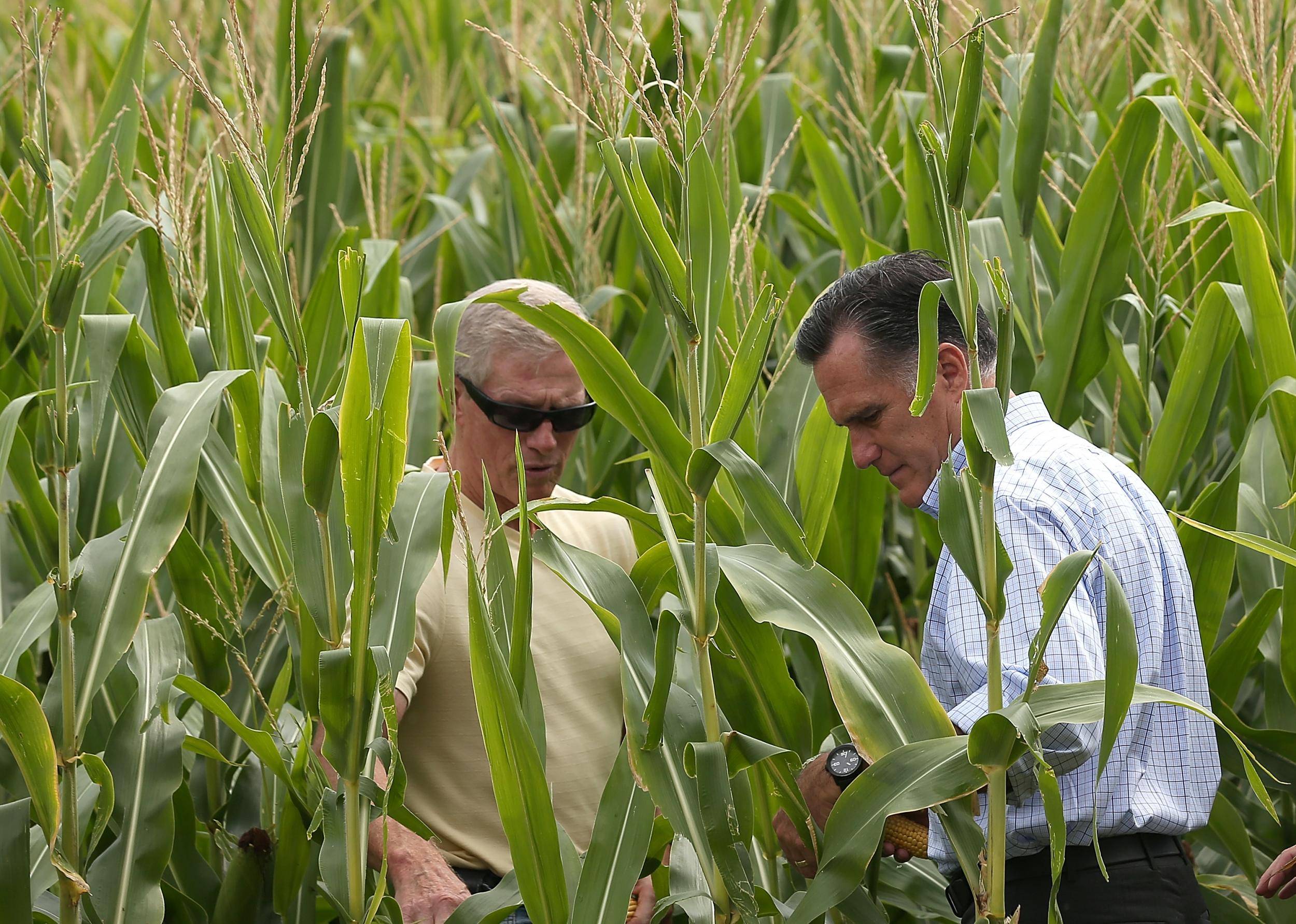 Mitt Romney campainging in Iowa's cornfields in 2008.