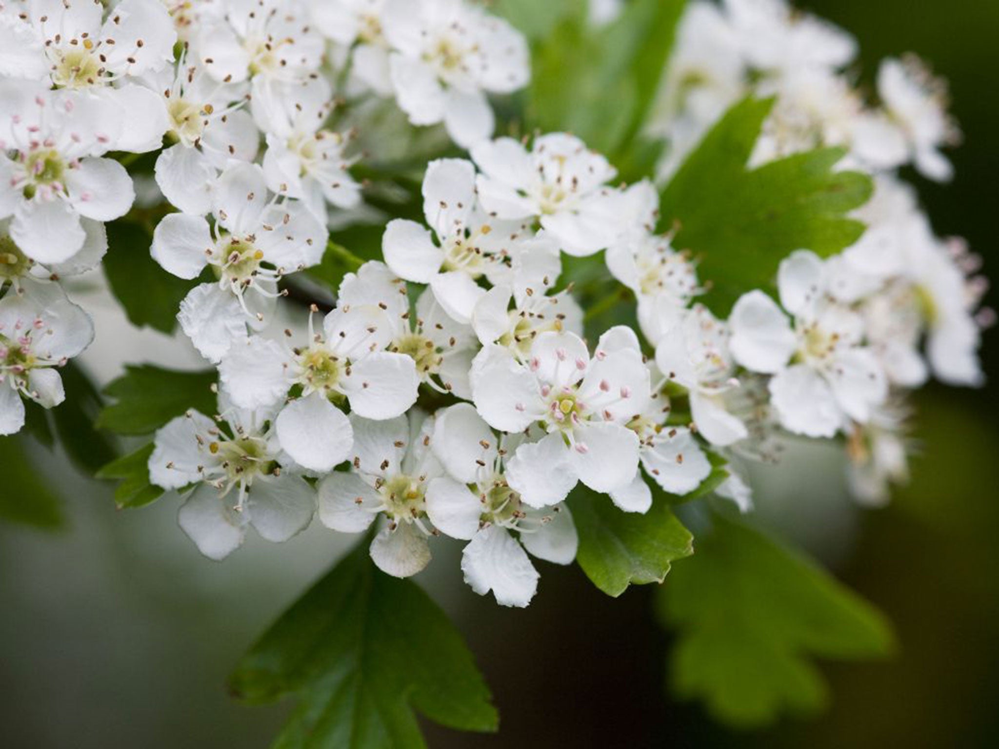 Hawthorn has been spotted in flower at New Year, a whole five months earlier than expected