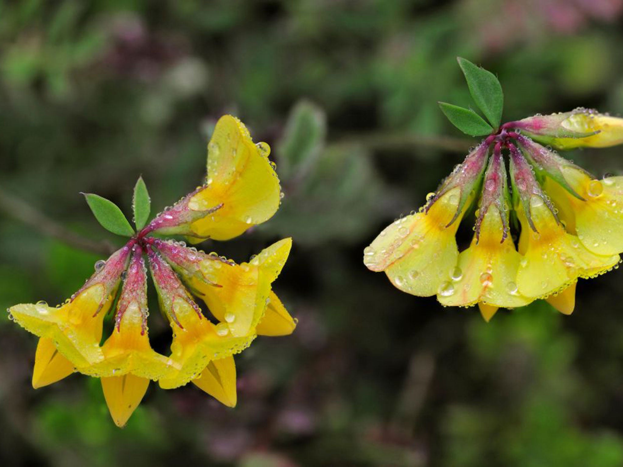 Horseshoe vetch (Hippocrepis comosa) was one species flowering five months late