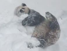 Tian Tian the panda is still loving that snow