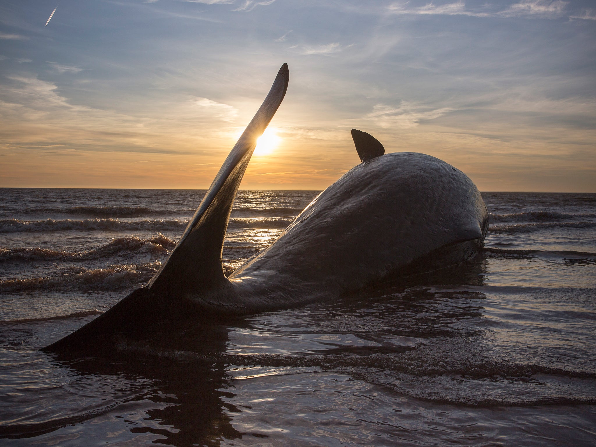 One of three Sperm Whales, which were found washed ashore near Skegness, lays on a beach. The whales are thought to have been from the same pod as another animal that was found on Hunstanton beach in Norfolk