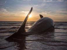 Northern Lights linked to deaths of whales stranded on North Sea beach