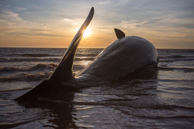 One of three Sperm Whales, which were found washed ashore near Skegness, lays on a beach. The whales are thought to have been from the same pod as another animal that was found on Hunstanton beach in Norfolk