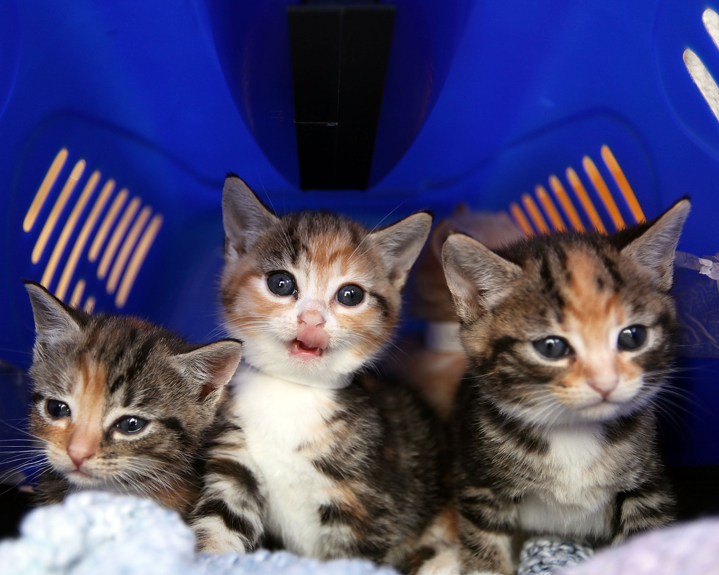 The RSPCA has confirmed reports of kittens being sold on Facebook as 'bait' are untrue