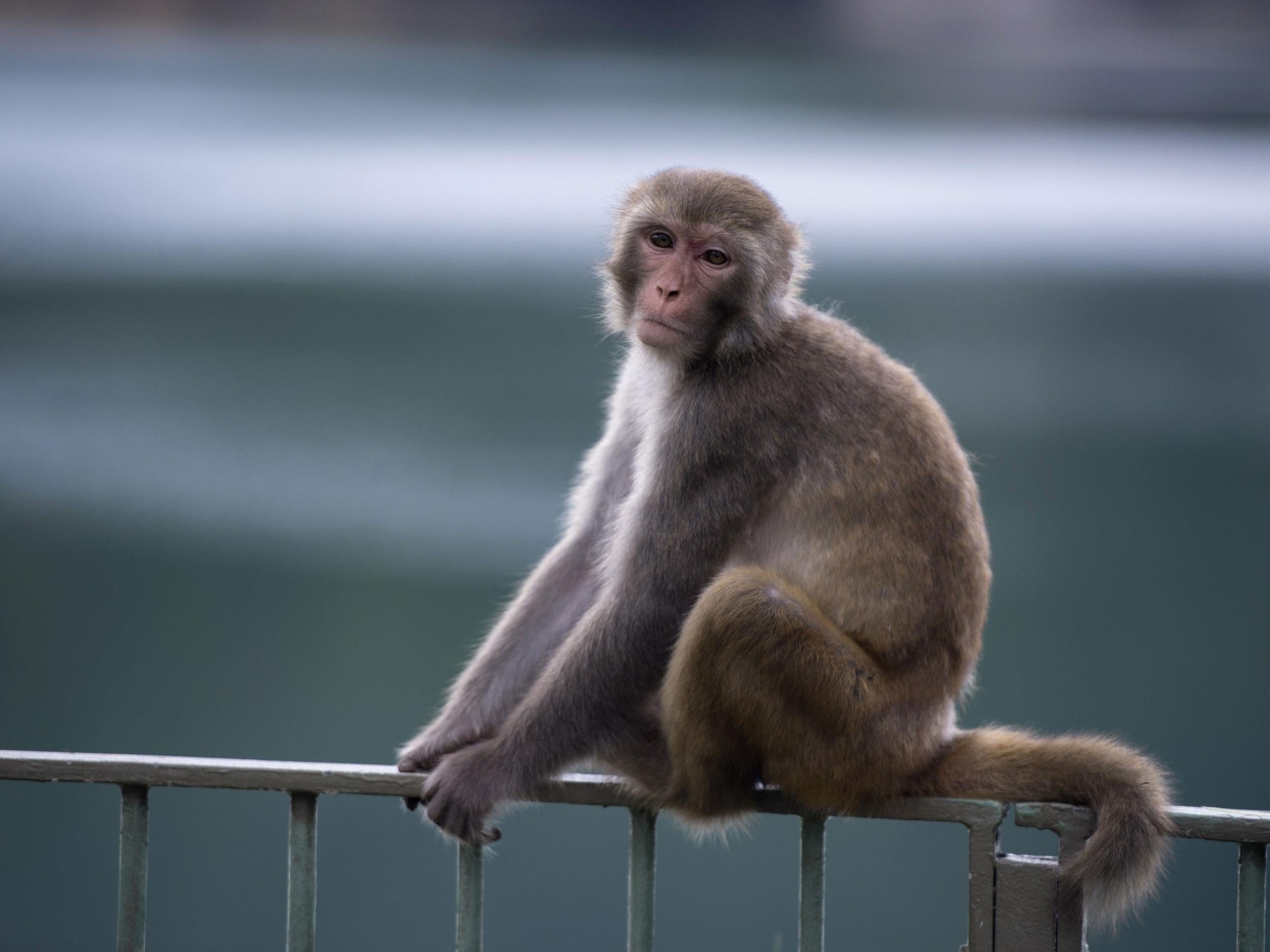 The Shanghai Institutes for Biological Sciences created more than a dozen monkeys with varying degrees of autism (file image)