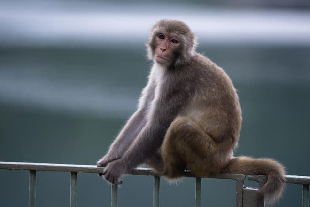  The Shanghai Institutes for Biological Sciences created more than a dozen monkeys with varying degrees of autism (file image)