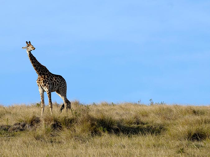 The giraffe has been spotted in Tarangire in Tanzania