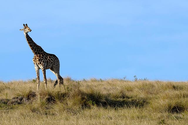 The giraffe has been spotted in Tarangire in Tanzania