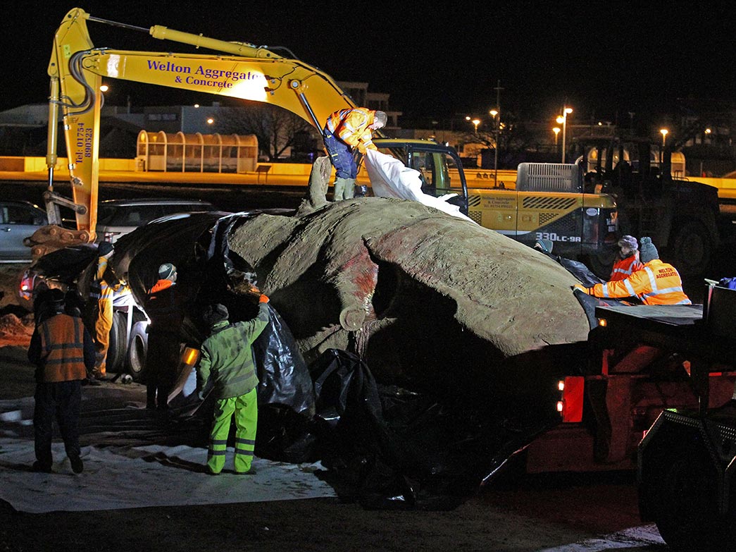 Workmen cover a the second of three dead sperm whales after loading it onto a truck as they work to remove it from a beach near Skegness