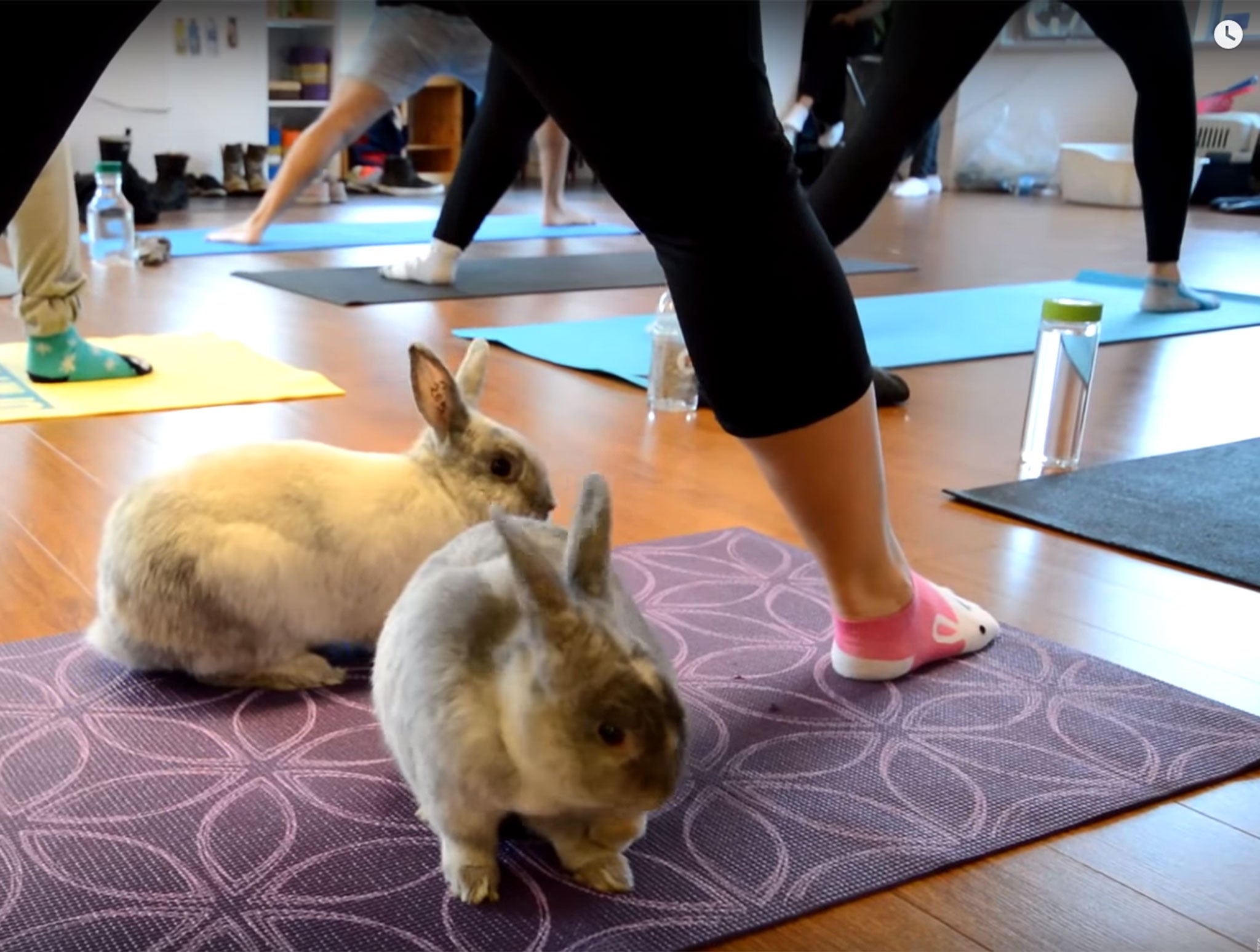Rabbits and gym goers take part in a Bunny Yoga class