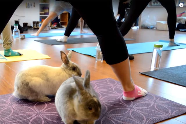 Rabbits and gym goers take part in a Bunny Yoga class