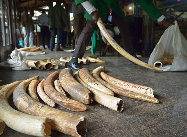 Staff members of the Kenya Wildlife Services (KWS) do the inventory of illegal elephant ivory stockpiles at the KWS headquarters in Nairobi.