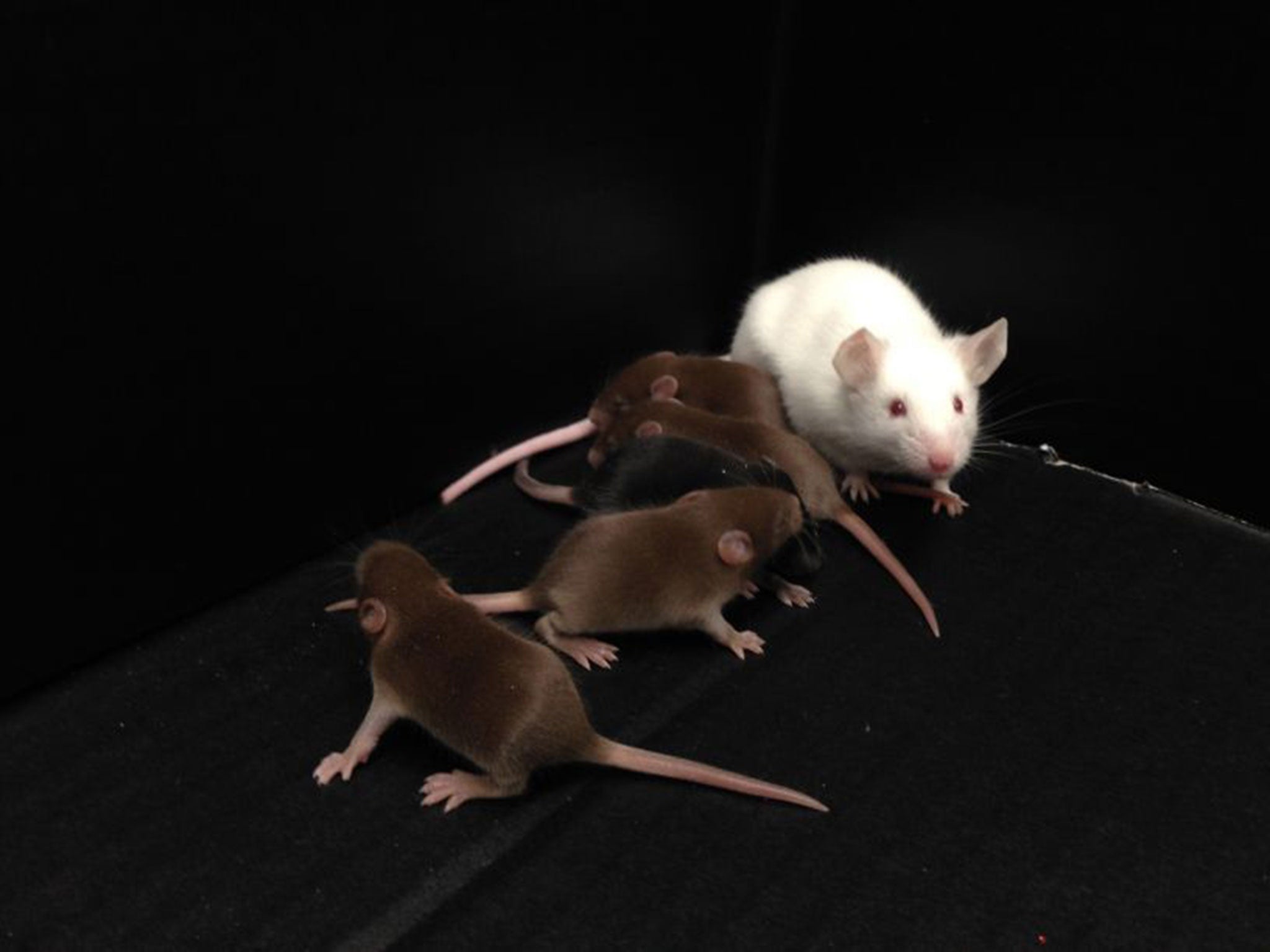 Scientists have created male laboratory mice without a Y chromosome that are still able to sire offspring