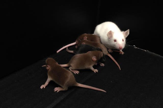 Scientists have created male laboratory mice without a Y chromosome that are still able to sire offspring