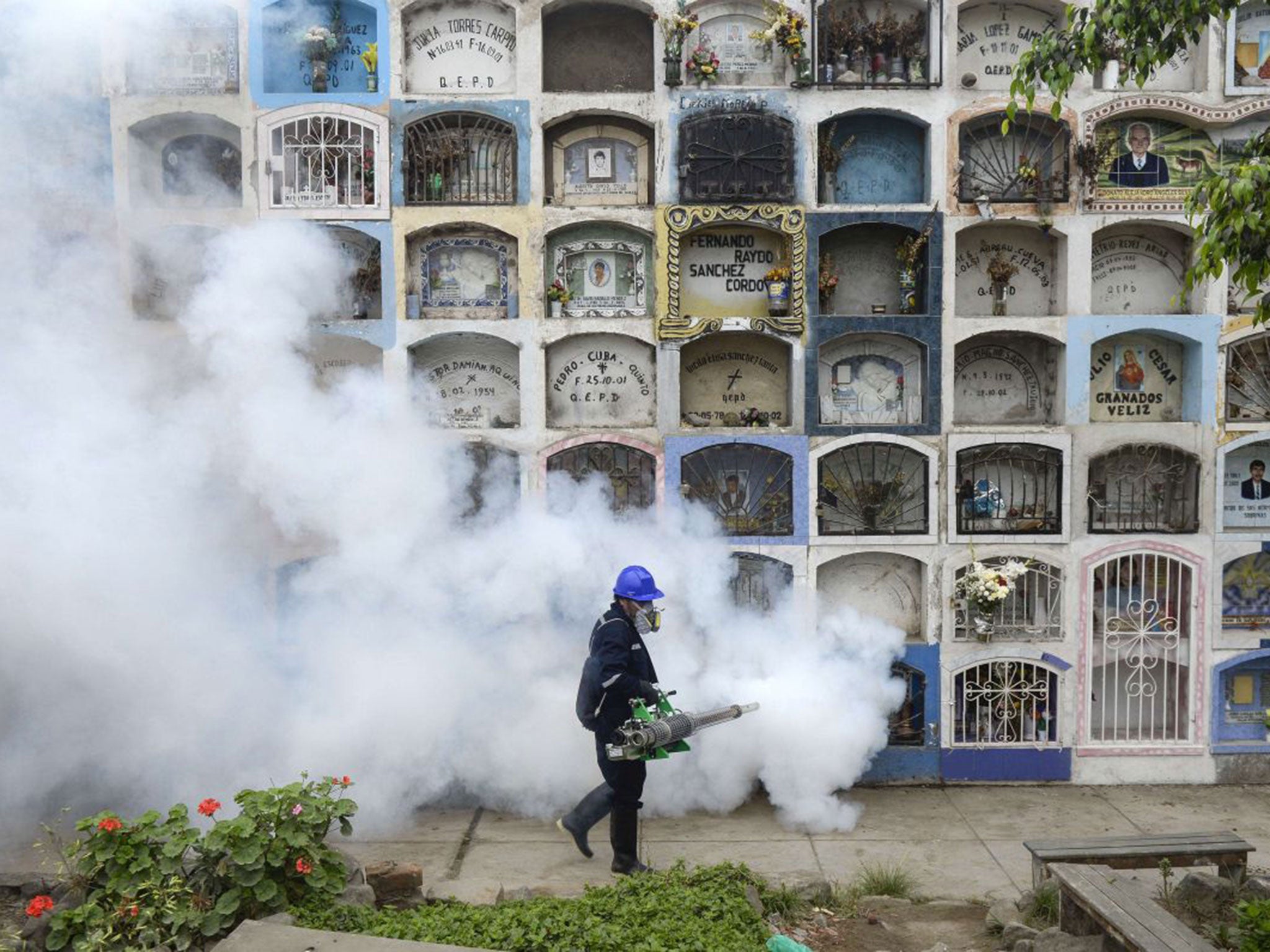 Fumigating a graveyard: ‘Aedes aegypti’ can replicate in flower vases and other tiny sources of water and are hard to eradicate