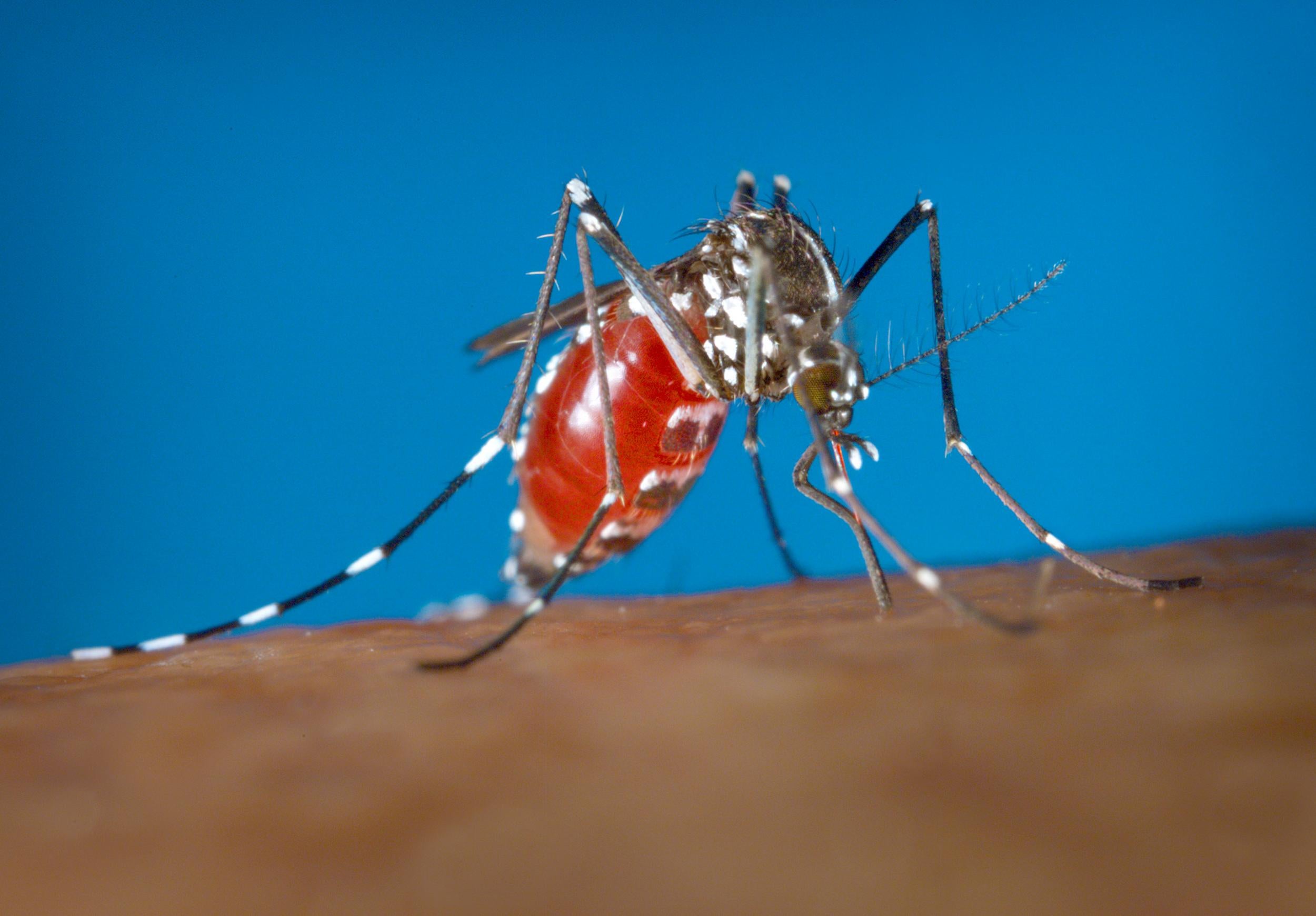 The Aedes aegypti mosquito is known to transmit the virus scientists believe Aedes albopictus does as well