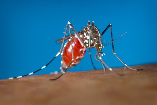 The Aedes aegypti mosquito is known to transmit the virus scientists believe Aedes albopictus does as well