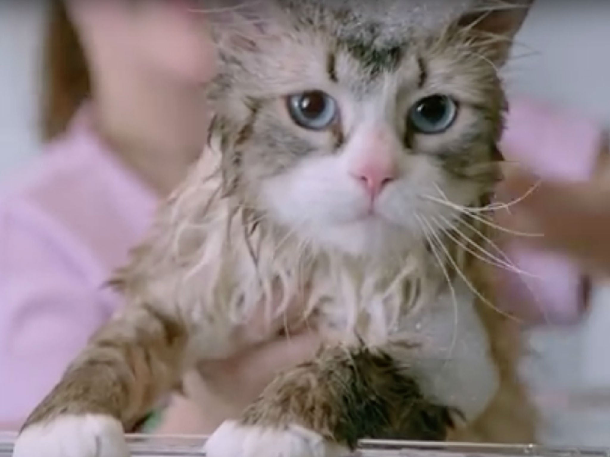 Meet Mr Fuzzy Pants, also known as Kevin Spacey as a cat