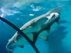 Shark eats other shark at South Korean aquarium due to 'turf war'