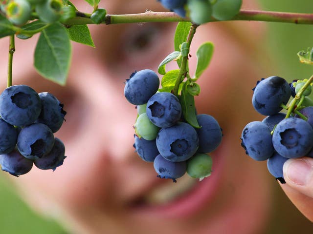 Blueberries have the highest levels of flavonoids