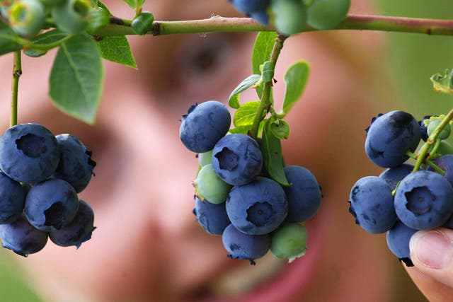 Blueberries have the highest levels of flavonoids