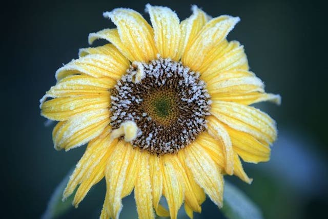 A late blooming sunflower; exotic fruit such as grapes, apricots and peaches are now being grown in this country